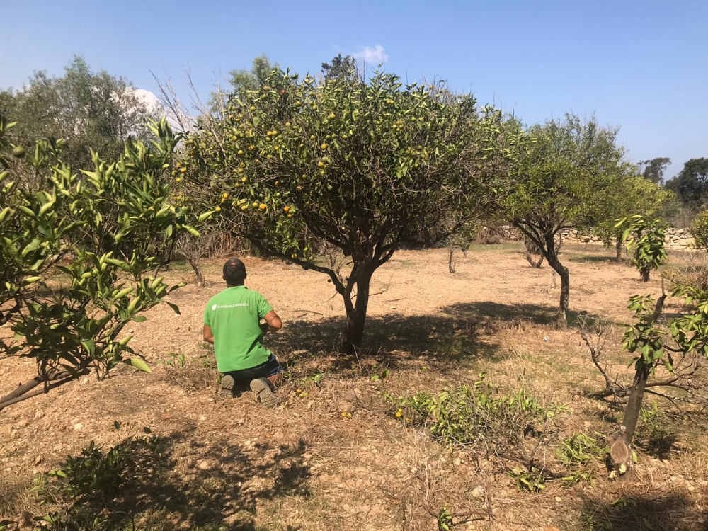 [WATCH] Paola's little known, big garden to get 13,000 trees and shrubs