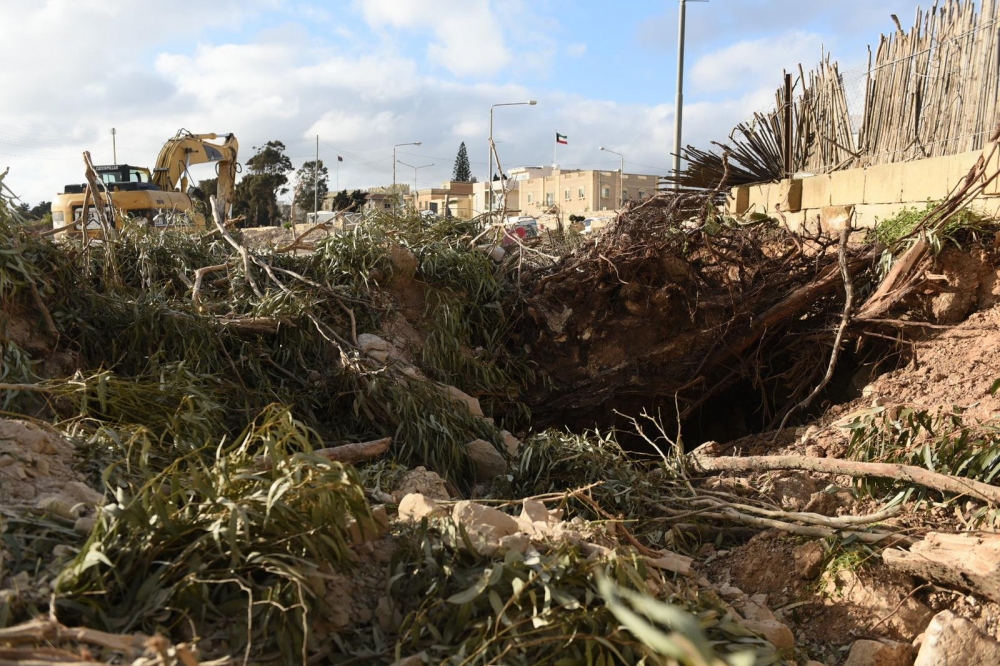 Central Link works destroy almond trees which had to be relocated