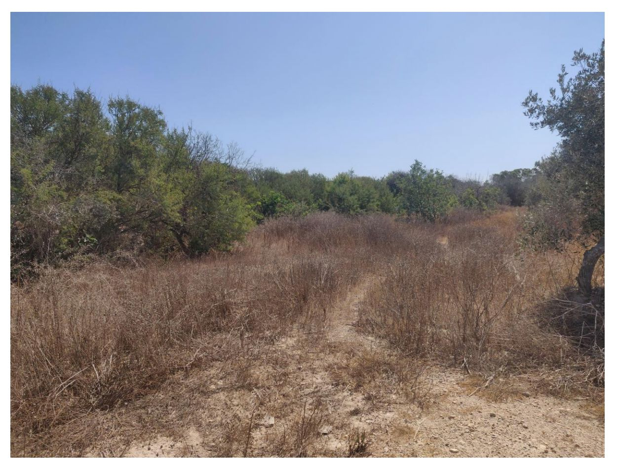 Ħas-Saptan valley area 