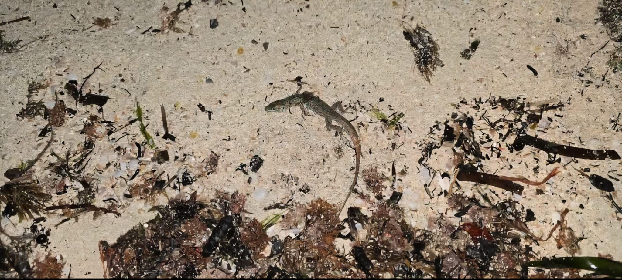 Storm Harry’s aftermath: The wildlife toll we are overlooking