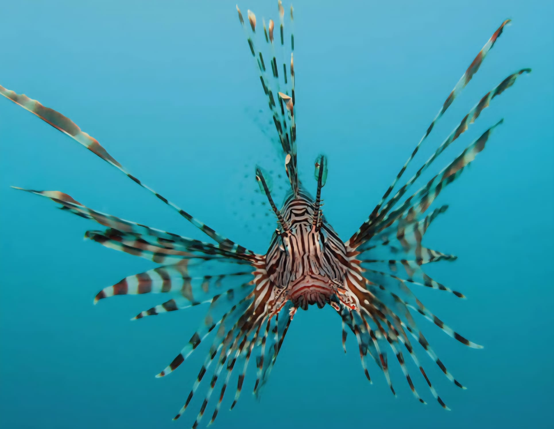 Devil firefish 