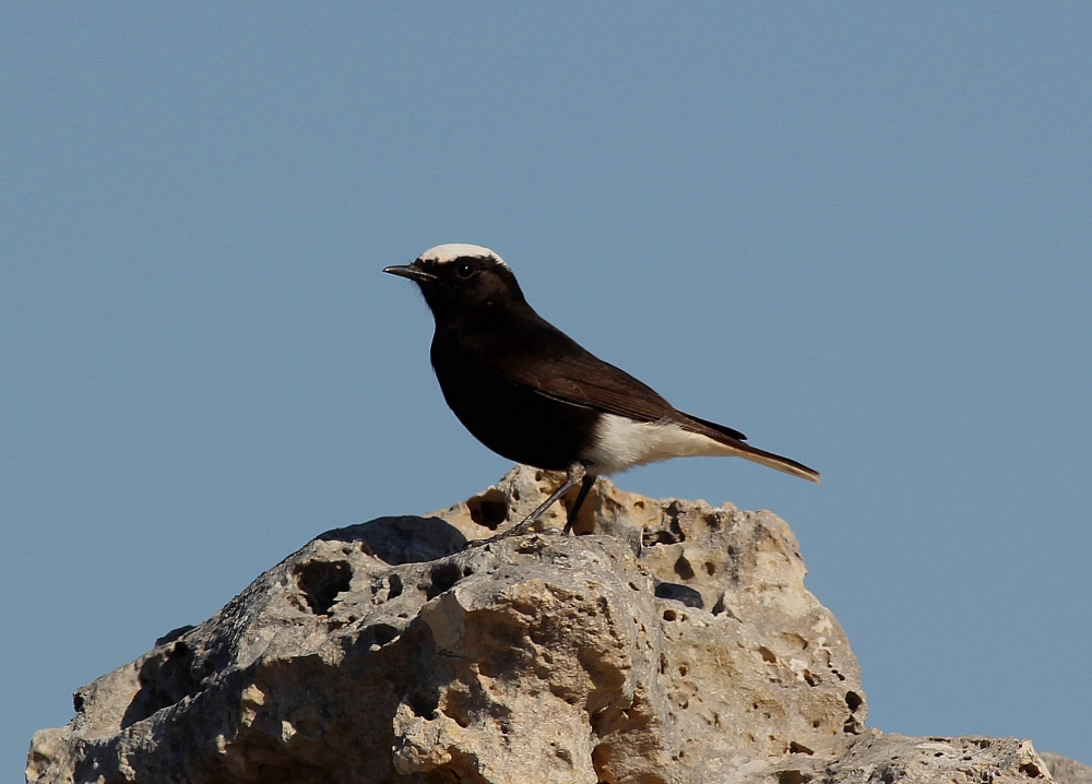 White-crowned black wheatear. Photo: Ian Balzan