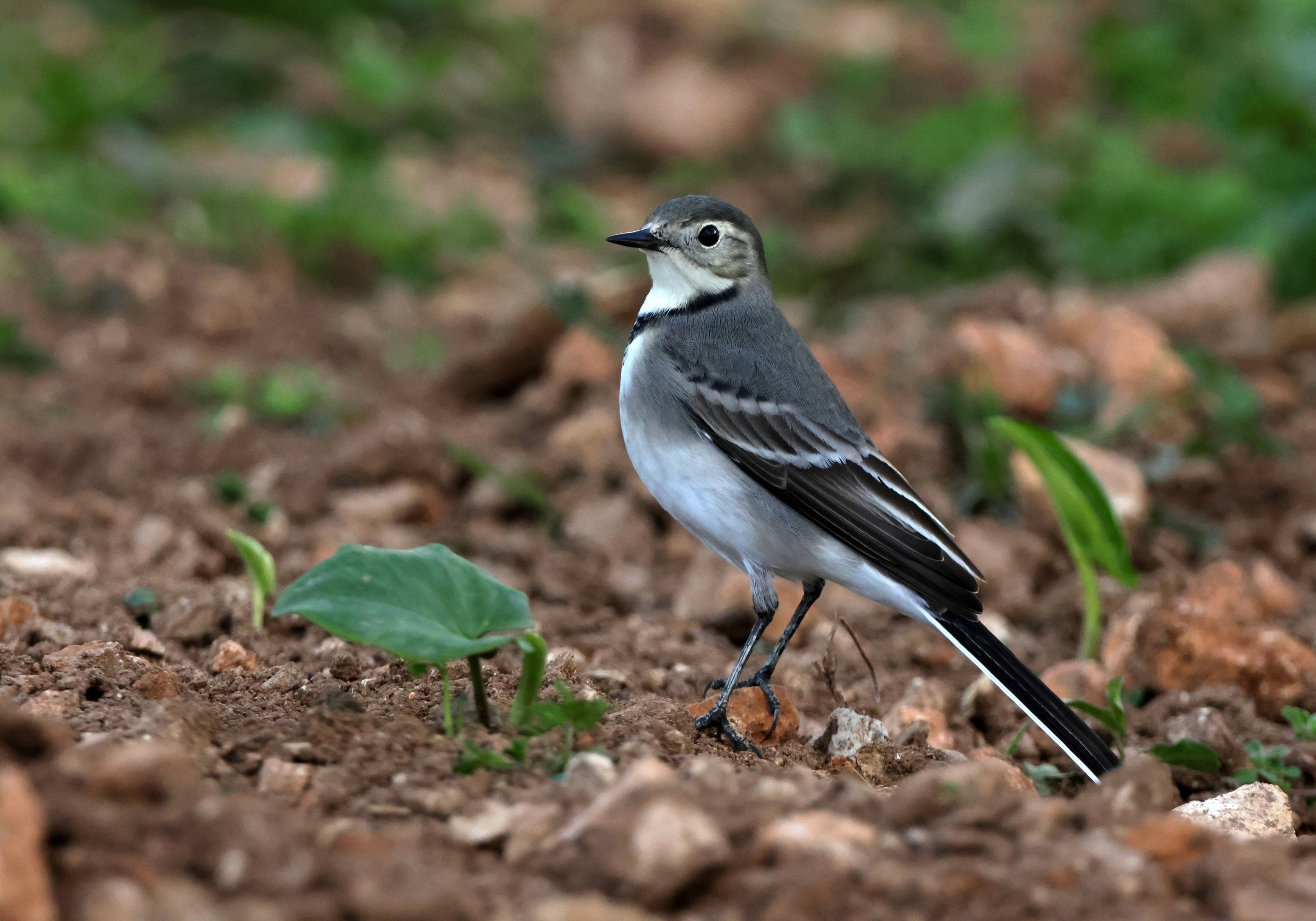White Wagtail (Photo: Aron Tanti/BirdLife)