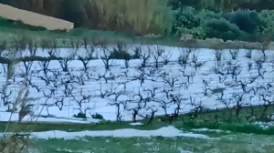 Farmers wake up to snow-covered crops, as Agriculture Minister pledges support