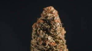 Man jailed for 19 years over €263,000 cannabis importation