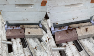WATCH | Oriental hornets overrunning bee colonies, beekeepers warn