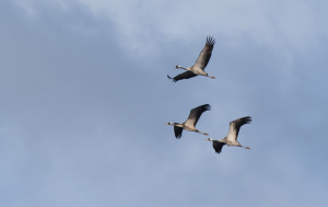 BirdLife warns surge in illegal hunting reveals lack of political will to address hunting season