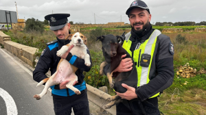 Police catch two stray puppies running in the middle of the road