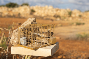 Judge dismantles trapper's ‘fresh air’ defence, upholds illegal trapping conviction