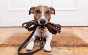 Animal welfare commissioner calls for dedicated spaces for 'reactive' dogs