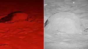 Loggerhead turtle lays second nest of the season at Gozo’s Ramla l-Ħamra
