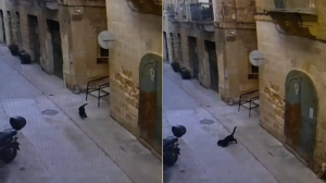 WATCH | CCTV footage captures Bormla panther