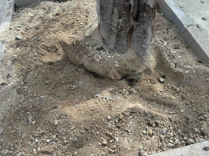 WATCH | Contractor pours concrete around trees and then covers it with soil