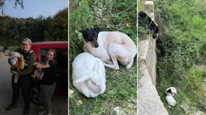 Unlikely friendship: Abandoned dog and rabbit found curled up at Chadwick Lakes