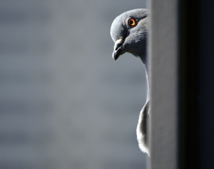 Culling is an ineffective means of controlling pigeon populations | Paul C. Saliba