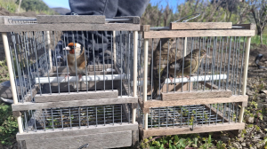 Former FKNK council member filmed setting bird traps before season opening, court hears