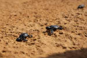 Unhatched truths: Why are sensitive turtles nesting on popular beaches?