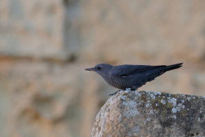 New Merill project lets you turn bird photos into science