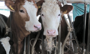 [WATCH] Further chaos: runaway cows in Santa Lucija