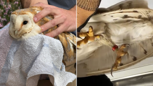 Second barn-owl found with shotgun injuries, BirdLife warns species is extinct