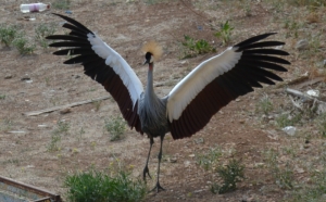[PHOTOS] Crowned Crane seeks getaway from San Anton Gardens