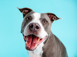 Court orders 'destruction' of Pitbull after killing another dog, owner fined €6,000