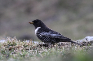 [WATCH] Illegal bird trapper caught in the act