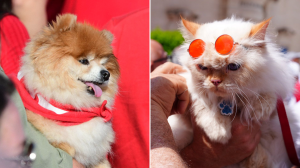 Paws and politics: The campaign trail companions