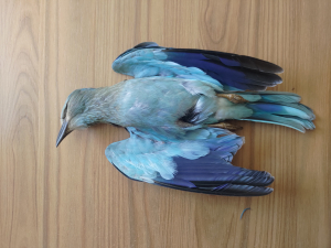 ORNIS approves government proposal to cut penalties for hunting illegalities