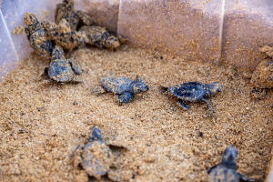 First turtle nest of the year hatches, 79 turtles released into the wild