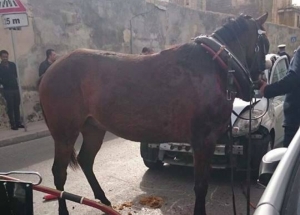 Updated | Unlicensed horse-drawn vehicles to be banned during rush hours
