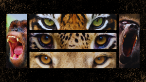 Big cats and primates dominate list of dangerous animals registered during amnesty