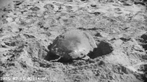 Turtle lays fifth nest of the season at Ramla l-Ħamra