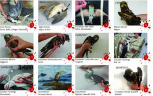 [WATCH] BirdLife urge Muscat to act as illegally-shot bird falls in school grounds