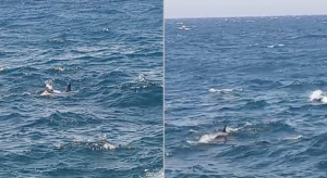 Was that a shark off Tigne?