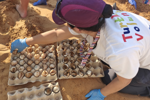 Ramla Bay nest: 26 turtle eggs hatch