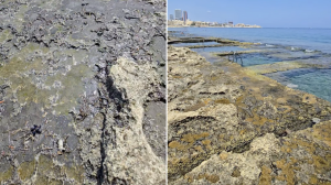 Protest calls for action on sea slime in St Paul’s Bay