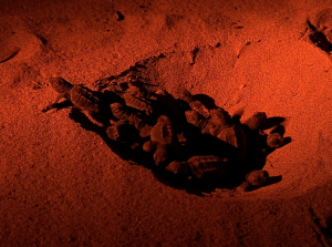 Final turtle nest of the season hatches at Ramla l-Ħamra