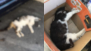 Cat killer told probation officer, 'cats are like gold-digging women'