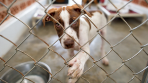 Man fined €15,000 and banned for life from keeping animals over neglect of dogs