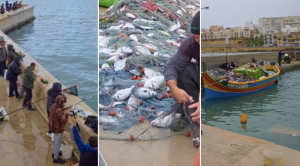Storm damage sends farmed sea bream into Marsaskala shores