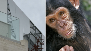 Momentum calls for reform after chimpanzee held in Swieqi rooftop cage heard screaming