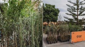 Project Green issues vouchers for 23,000 trees under planting initiative