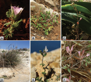 Comino’s hidden plant wealth revealed in landmark study