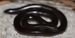 Malta’s tiniest snake has been hiding in plain sight