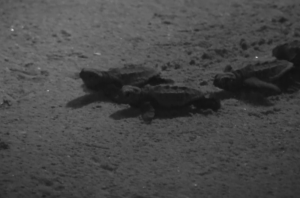 [WATCH] 16 turtle hatchlings emerge from Ghadira nest site