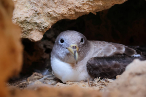 Maltese research reveals the long sea journeys of Scopoli's Shearwaters before egg-laying
