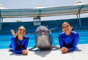 ‘Positively’ surprising dolphin behaviour as investigation clears Mediterraneo of failures