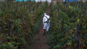[WATCH] It’s quality over quantity for Marsovin’s wines as drought hits grape production