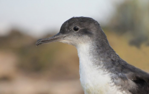 BirdLife Malta condemns Popeye Village light show that disturbed protected seabird